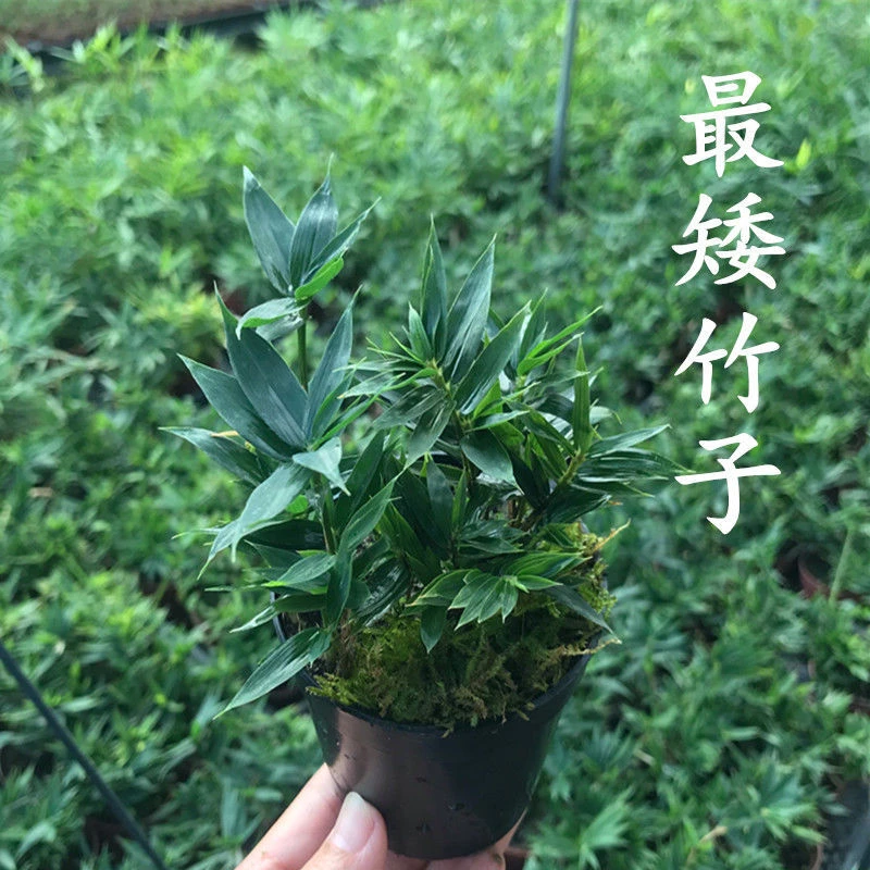 日本姬竹苔藓球盆景屋久岛竹四国矮竹小盆栽小叶竹子室内四季常青