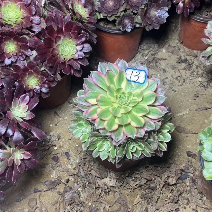 带***瑰多肉植物海鲜法师13