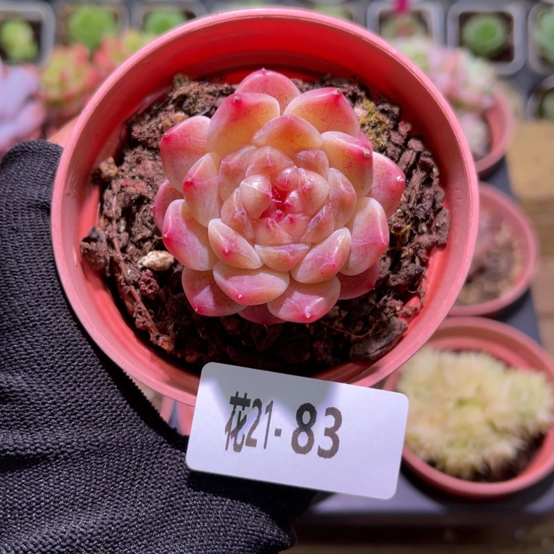 花21-83秘境冰魄