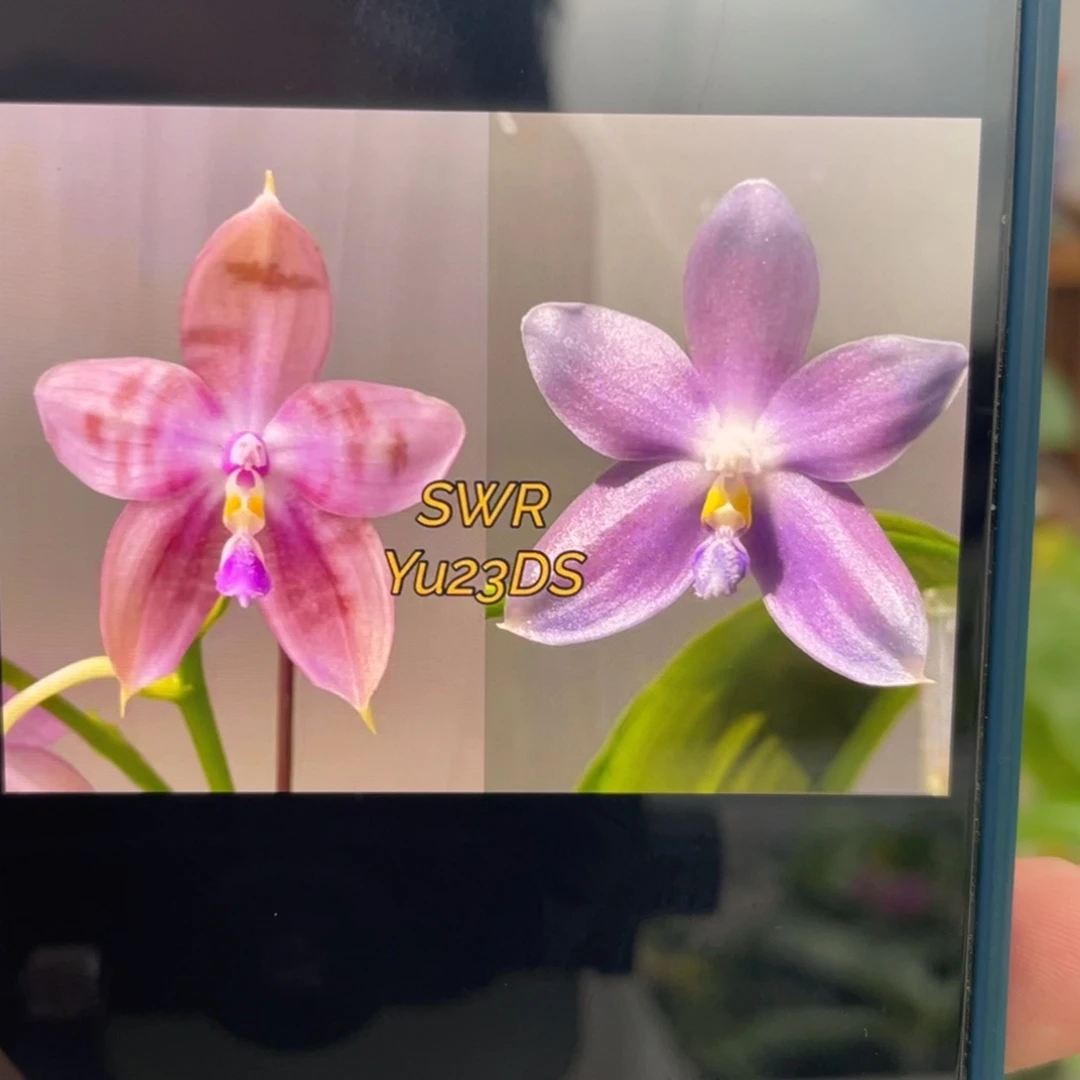 完全开放Yu23DS，1.7杯苗1颗