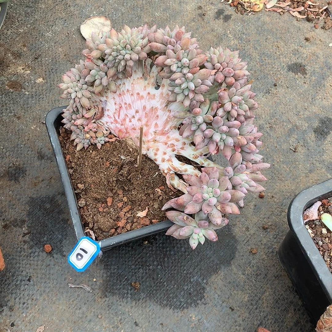 10所罗门缀化 一物一拍多肉