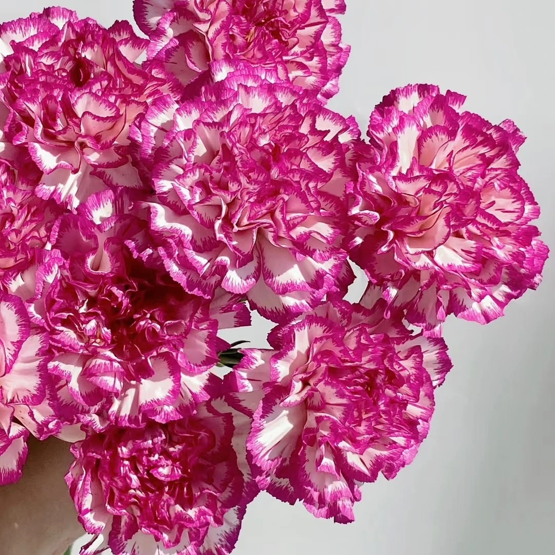 【飞碟单头康乃馨】不包邮一个运费任意拍 云南鲜花直发