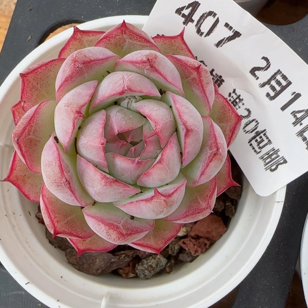 花语逸镜0214-407