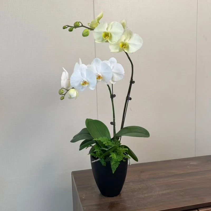 多色艺术组盆【草原】鲜花蝴蝶兰 白色绿色系 家居室内百搭花卉