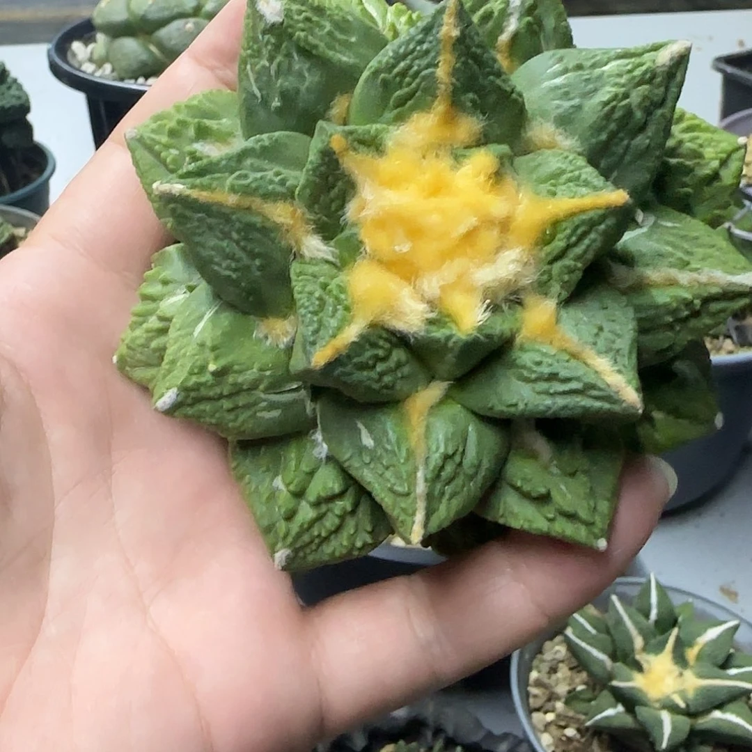 清仓大甩卖福利出