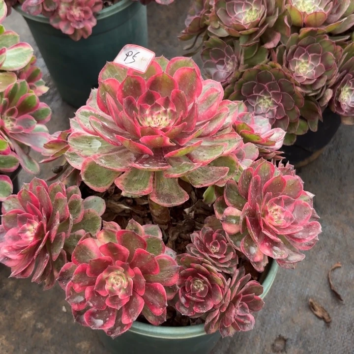 095红花郎不包化水小损