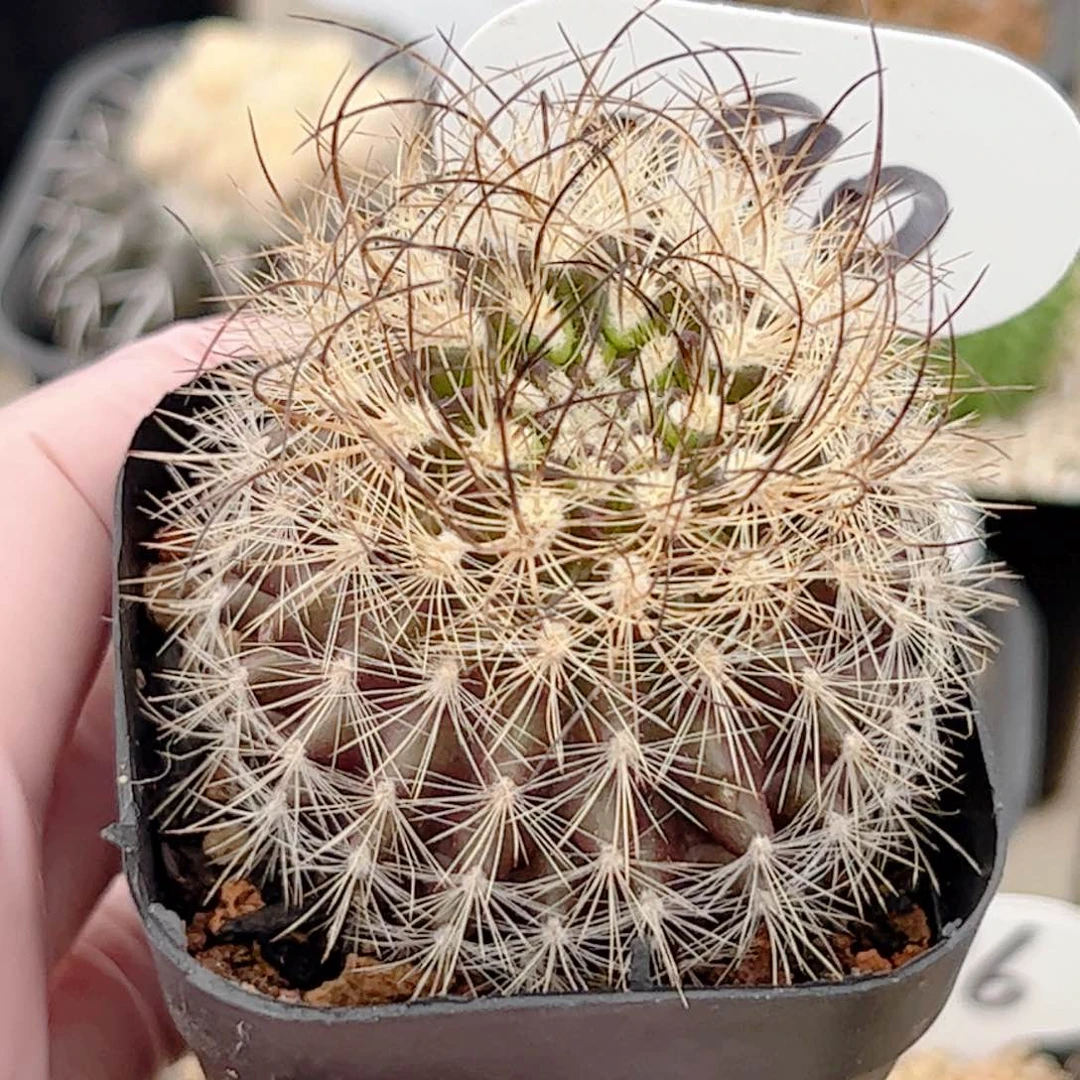 没****倍混乱玉实生仙人球