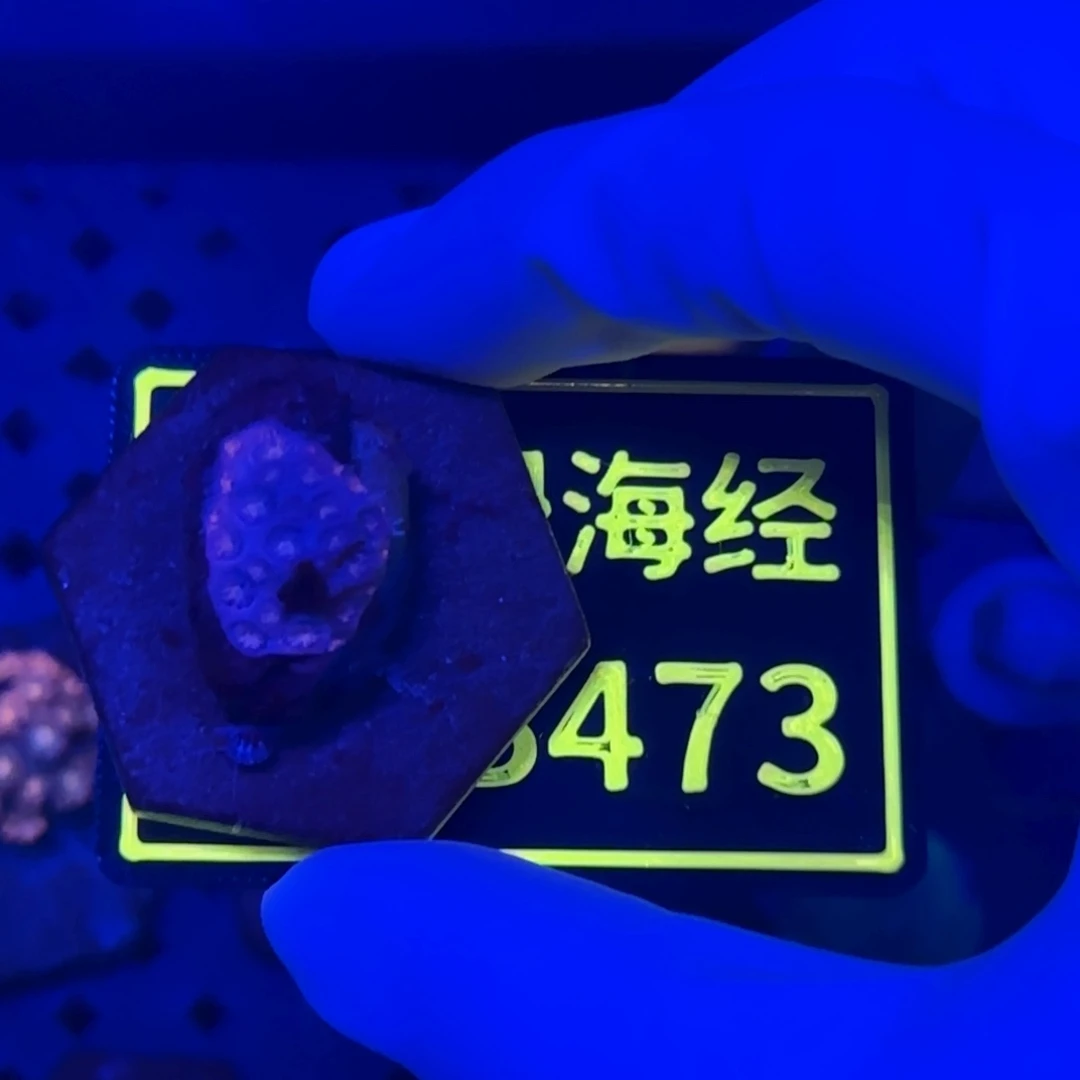 *****纽扣珊瑚又又不包邮有伤澳彩原石B473