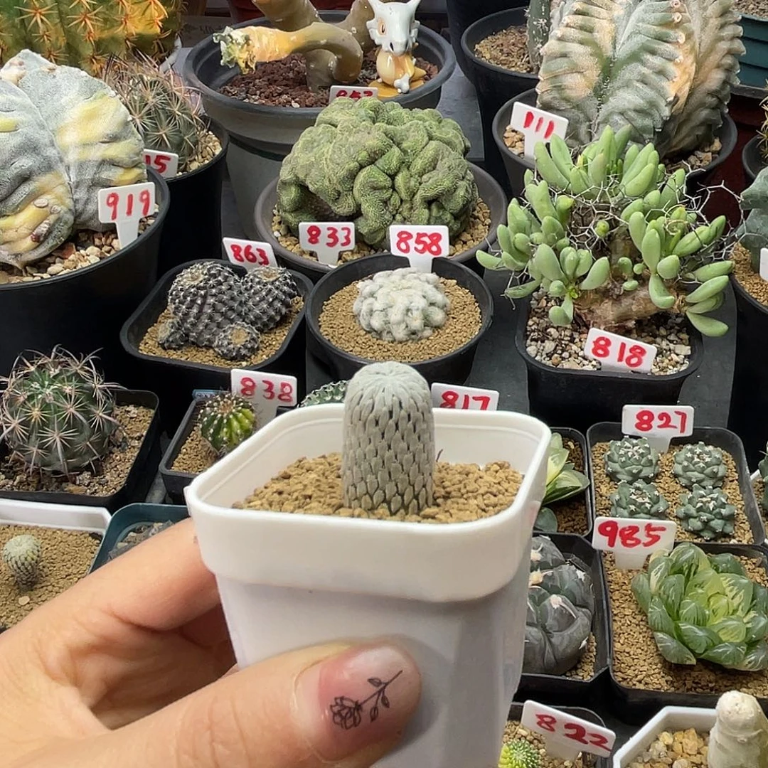 精巧丸带盆土发货