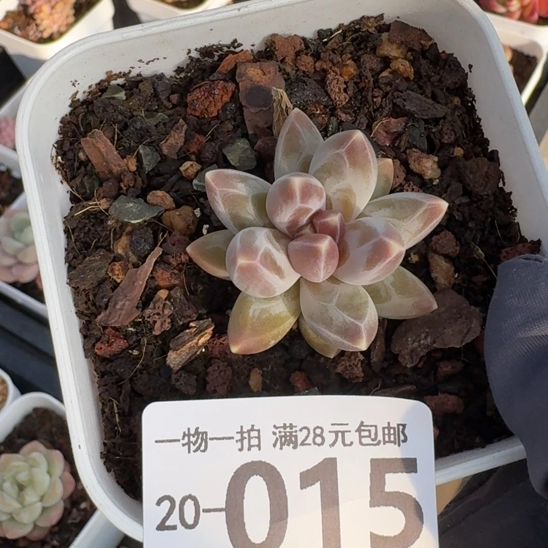 乌拉克拉无盆土发货无盆