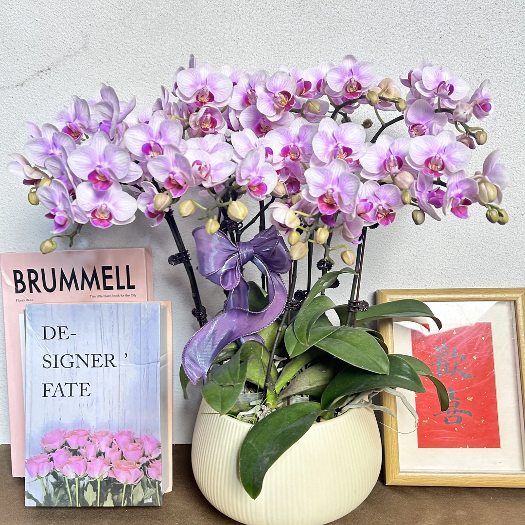 《樱花》精选蝴蝶兰带花苞兰花开花精选发货基地成活率高