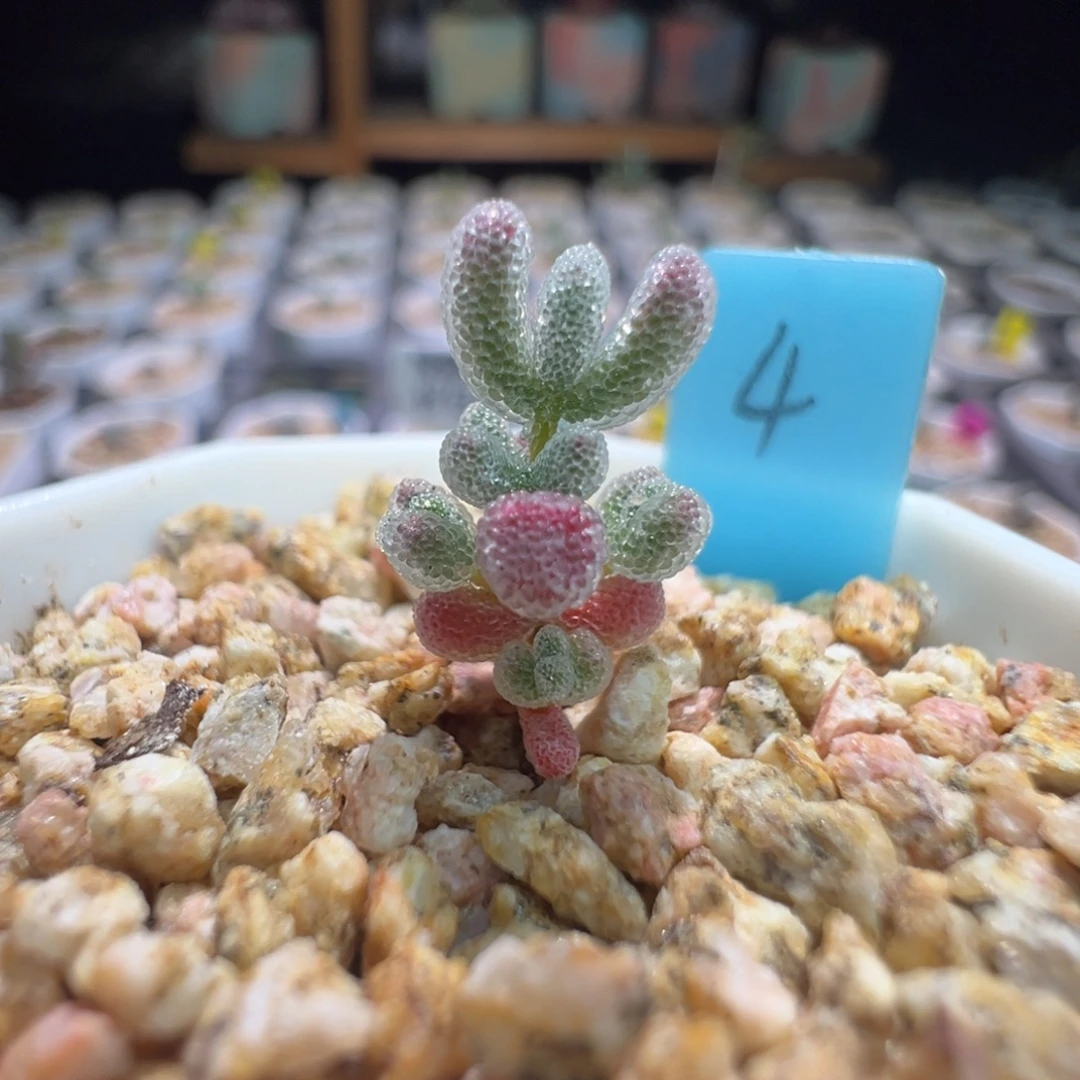 巨厚巨闪，尺寸很小，350实生粉冰晶，拍下不退不换