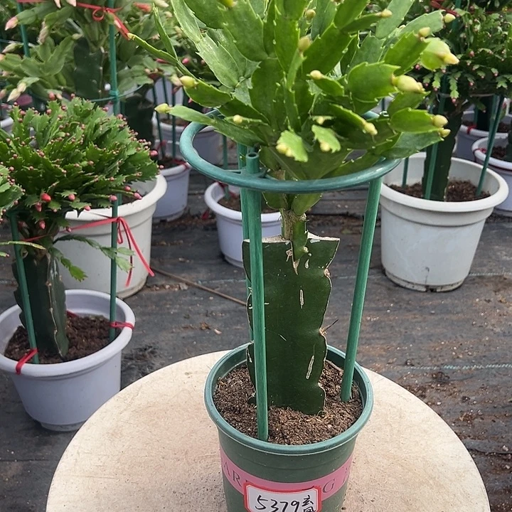 雅丝蟹爪兰尾号5379