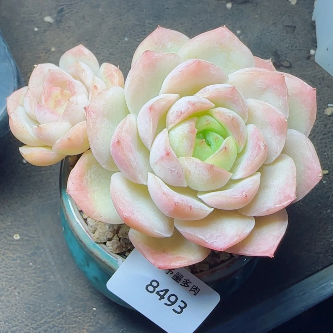 宝宝绿，8493多肉植物