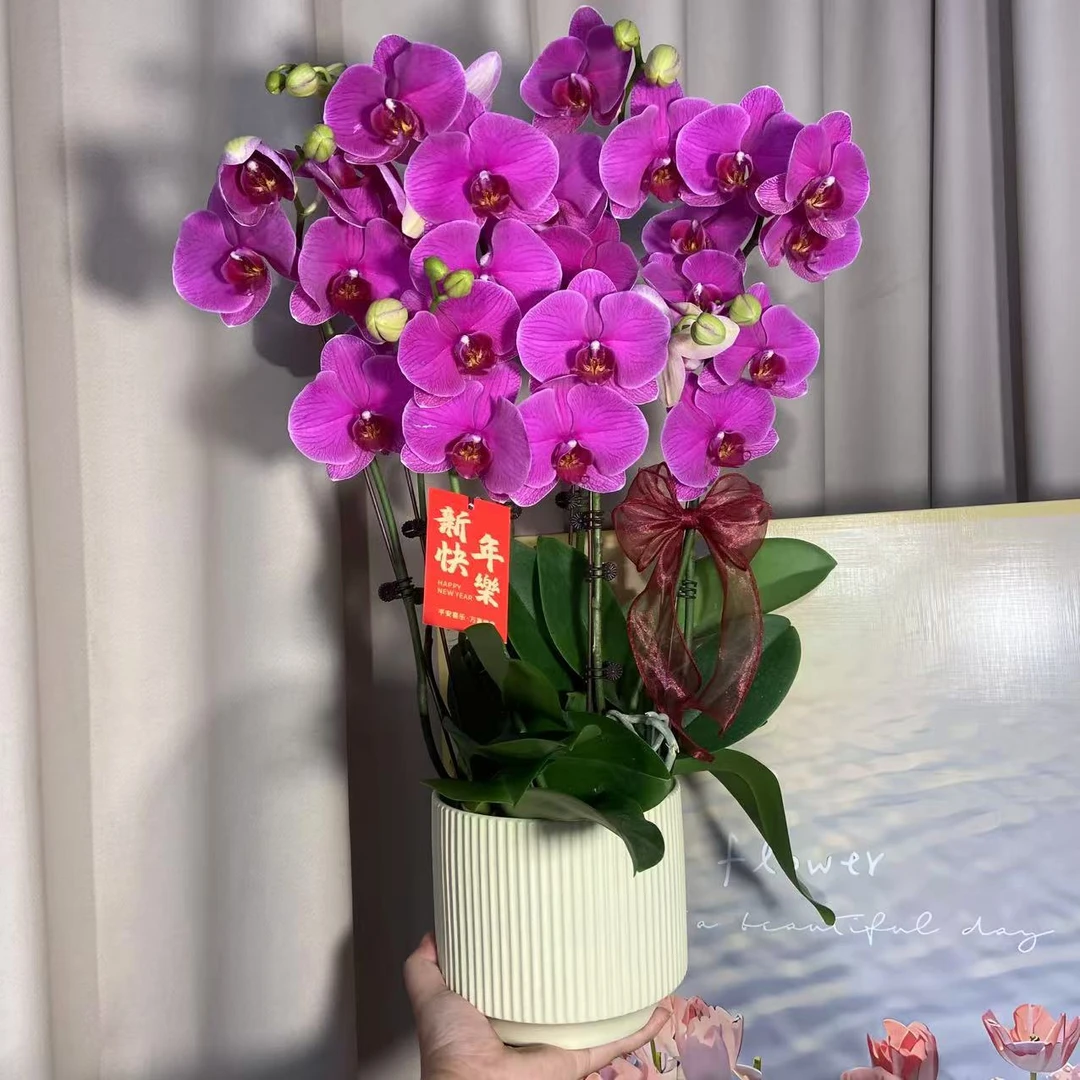 蝴蝶兰《恭喜发财》大花好养耐活易打理 绿植花卉 源头基地直发3-6