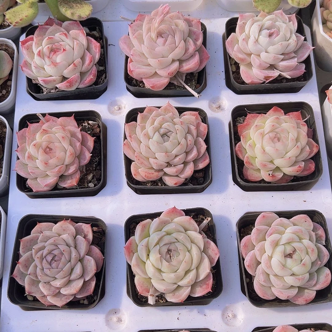 白桃汽水带盆带土19包邮