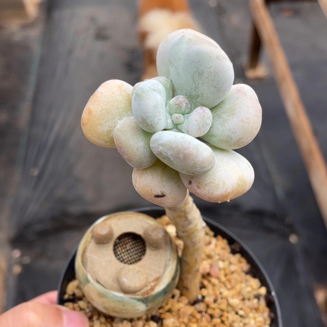 油煎丸子一物一拍