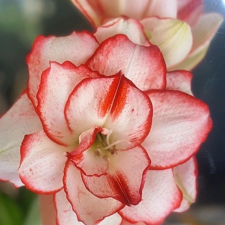 捉迷藏5厘米朱顶红