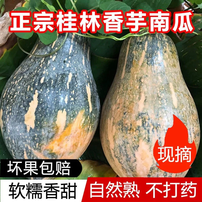 正宗桂林香芋南瓜广西老南瓜香甜软糯皮薄宝宝辅食新鲜水果蔬菜