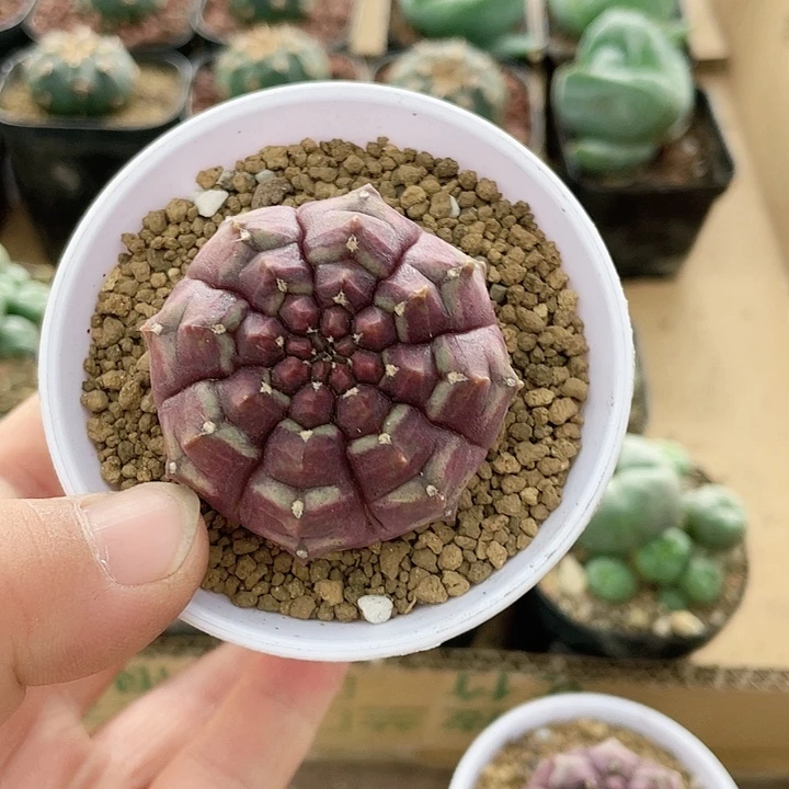 084紫色梦想仙人球