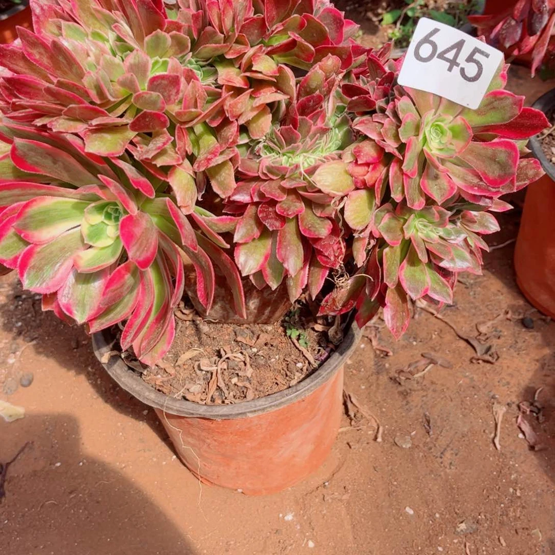 多肉植物645女郎