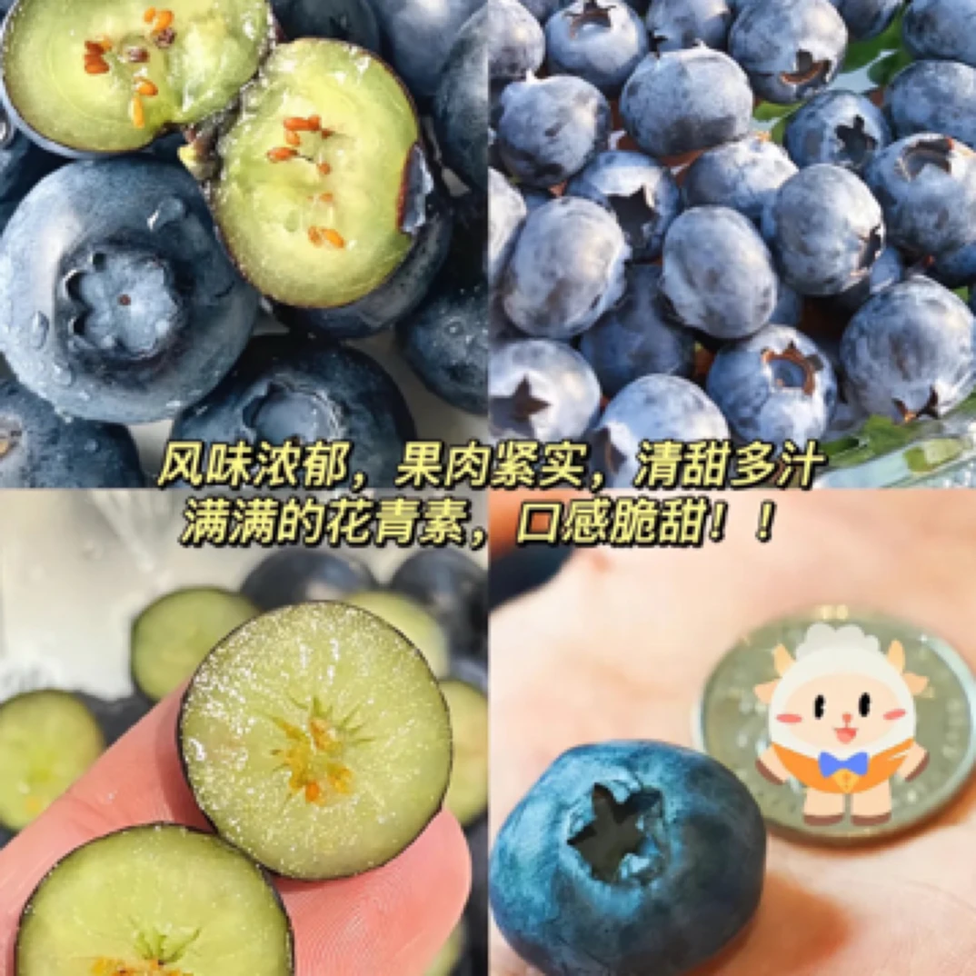L25蓝莓纯甜（15mm-18mm)500g辽宁