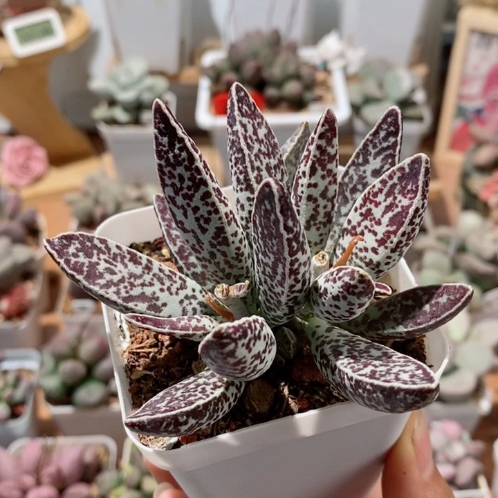 四*草白孔雀水泡多肉植物