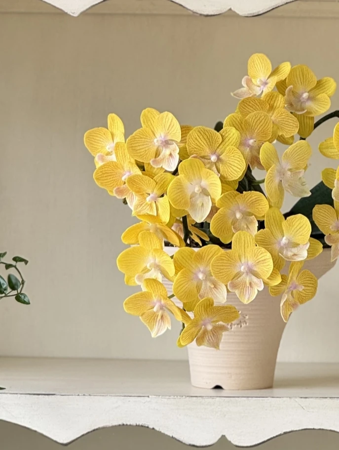 【精品特挑】金色年华蝴蝶兰 3花剑 花苗盆栽鲜花绿植客厅卧室摆件