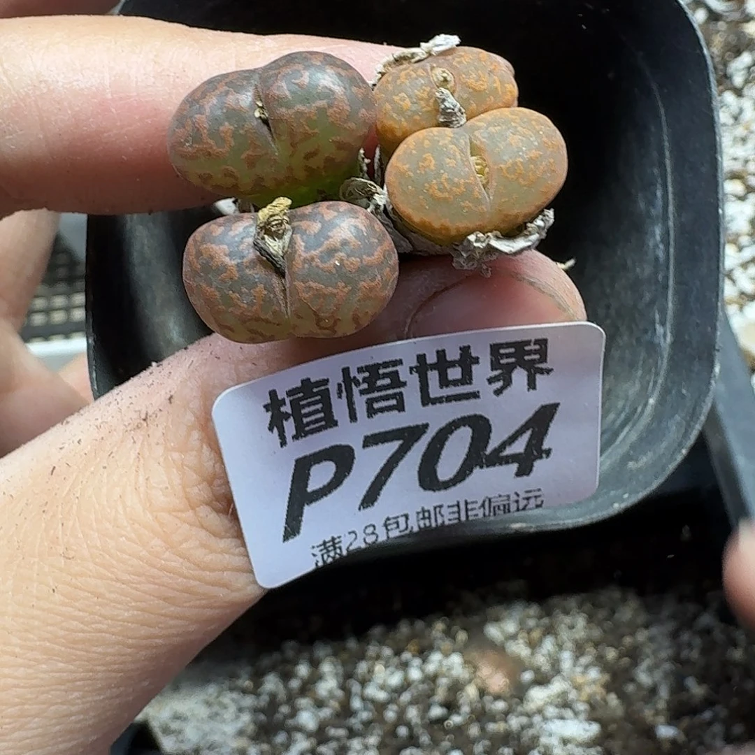 王****多肉植物的润泽ghjj