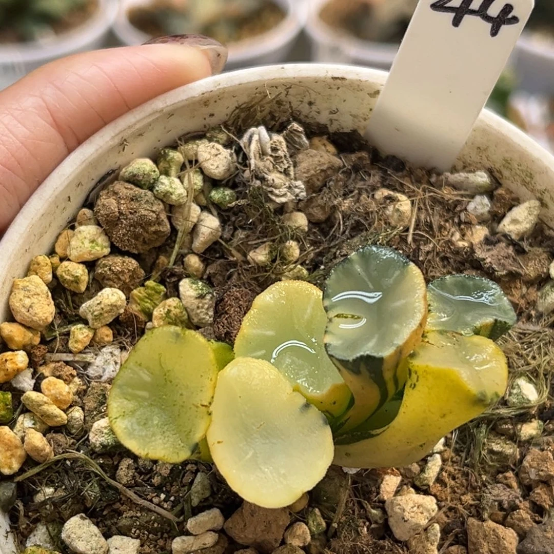 44盐湖城万象锦福利专场