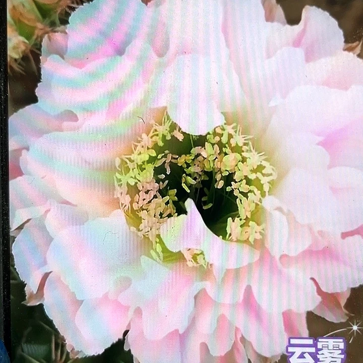 云雾侧芽歪5公分以上满18包邮