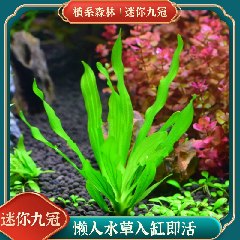 【迷你小九冠】开播福利真水草鱼缸水草植物活体耐活耐