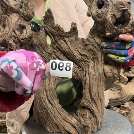 彧*2紫砂啦打榜打榜打