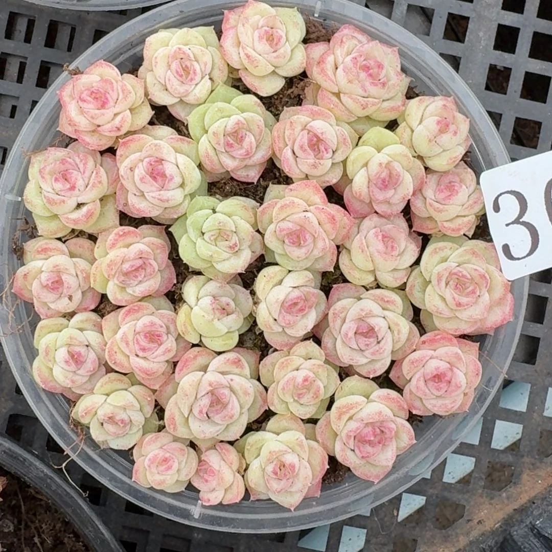 多肉植物多肉植物301