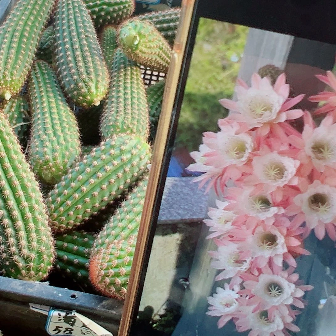 金妞 菲德尔 侧芽 00000
