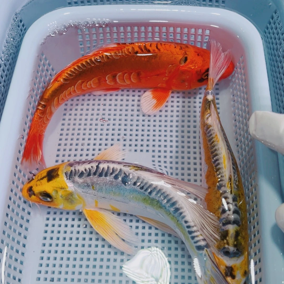 锦鲤锦鲤冷水观赏鱼141