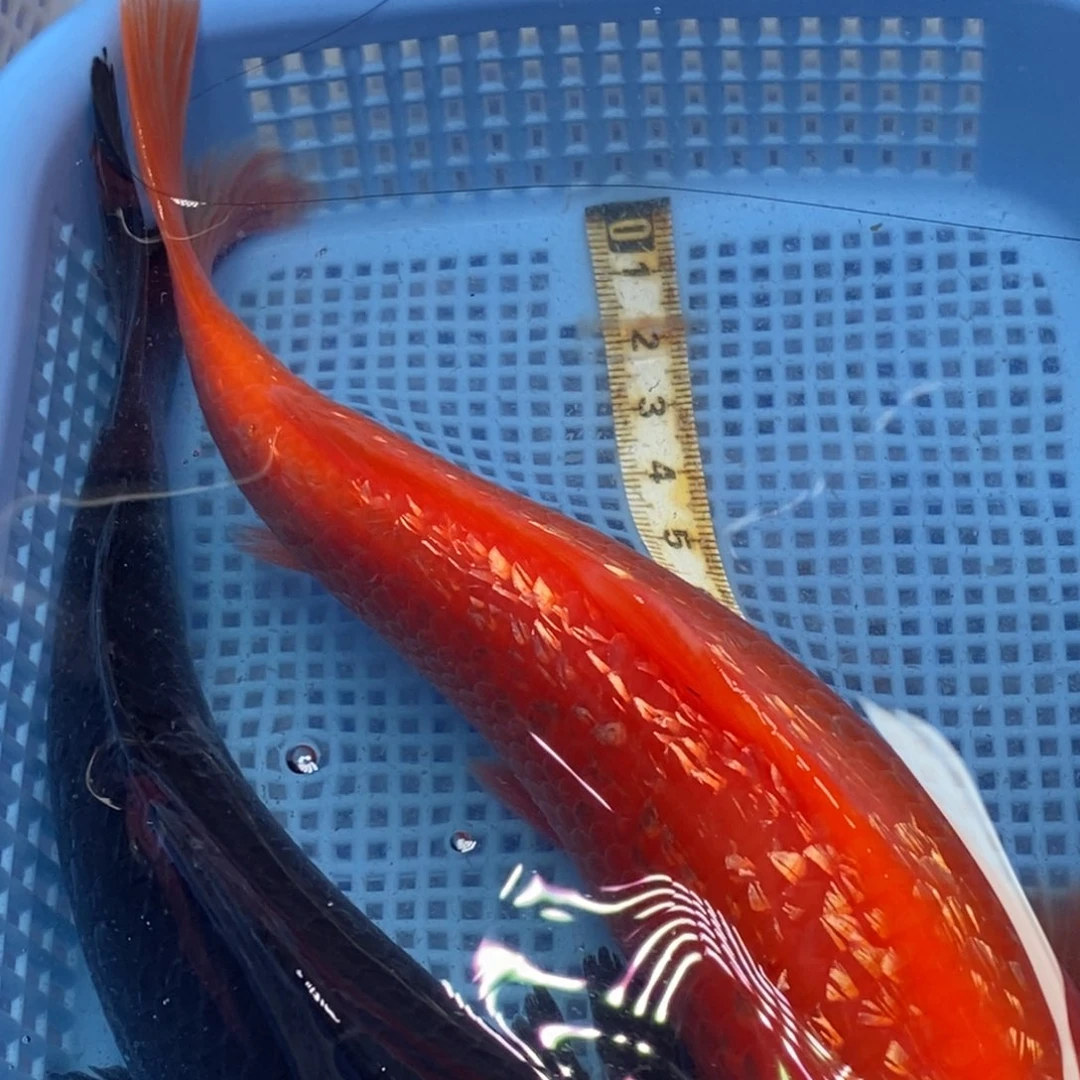 锦鲤冷水锦鲤包邮