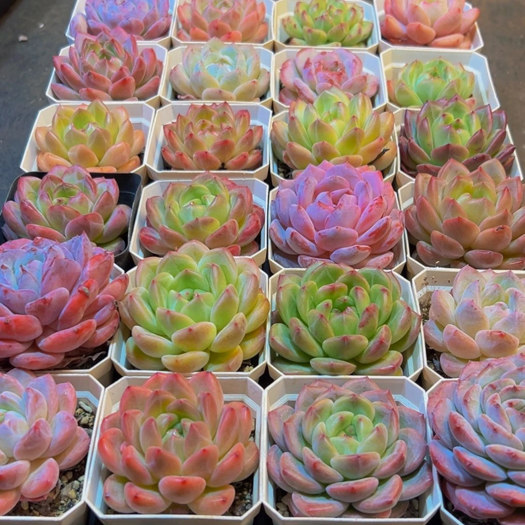 浮***花982大热的小伙伴们快来