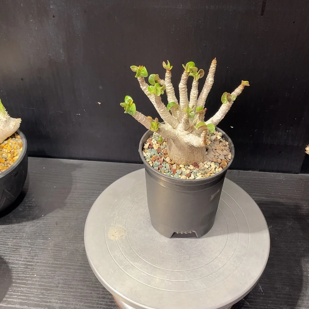 卡汗羊角沙玫带盆