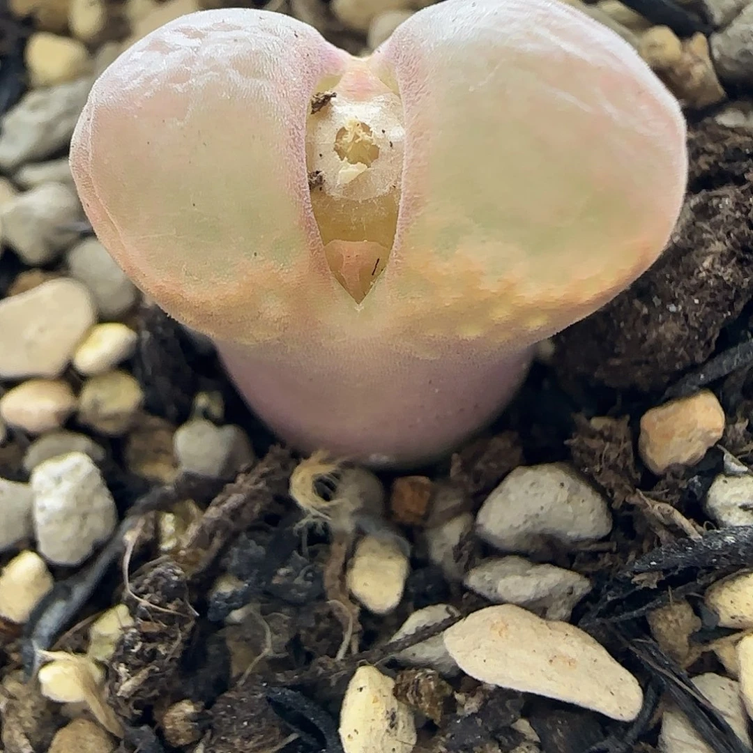 280红风铃带盆土发货