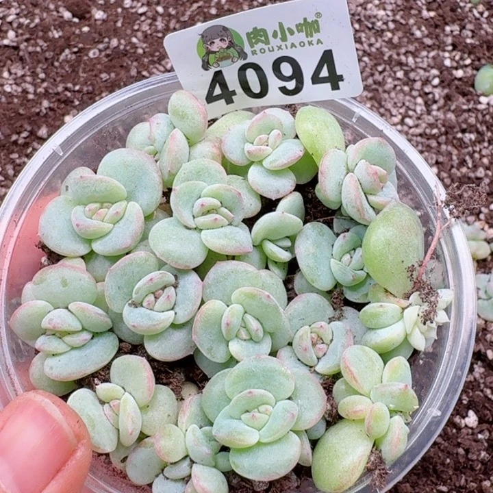 ?****浠多肉植物多肉植物