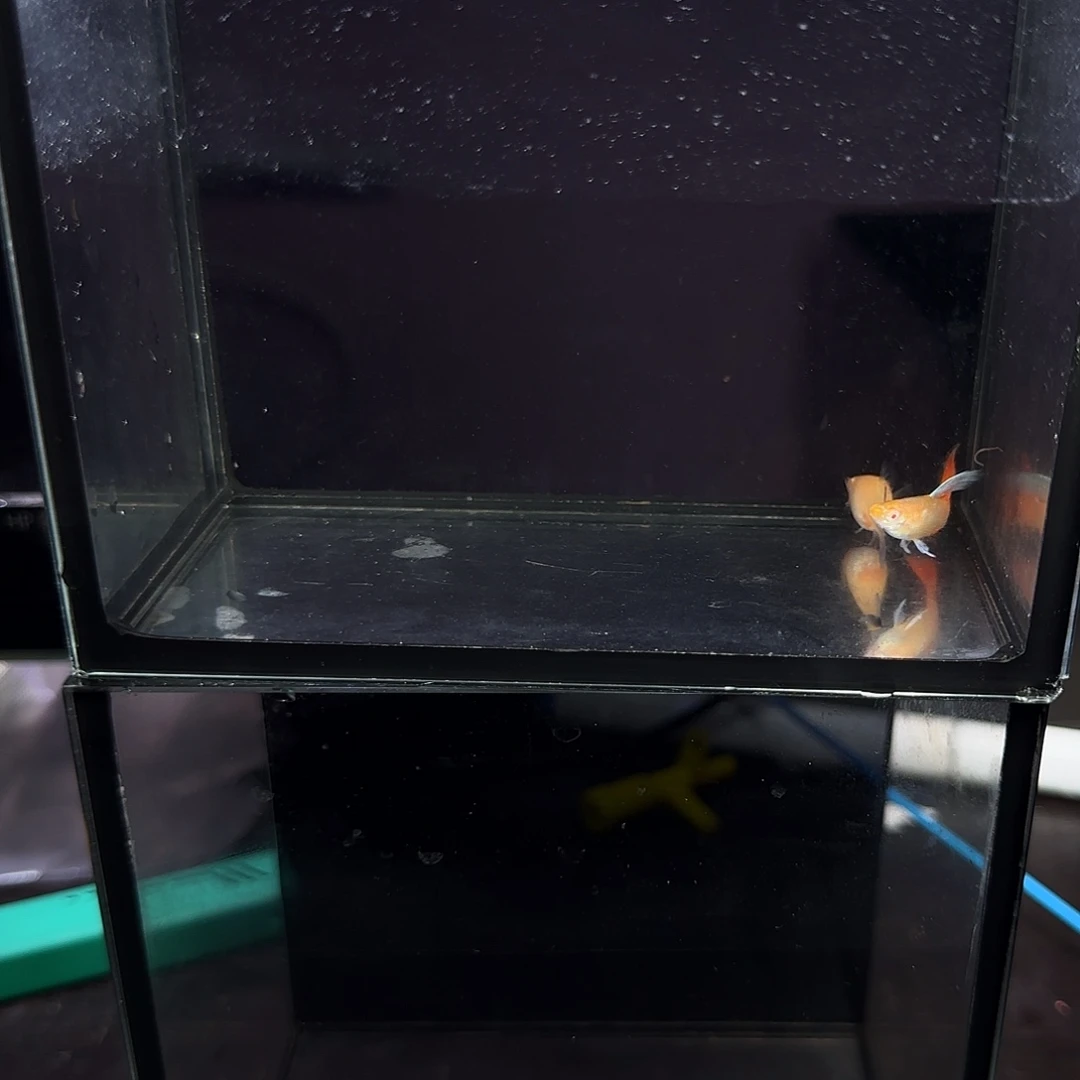 孔雀鱼火烧云一对