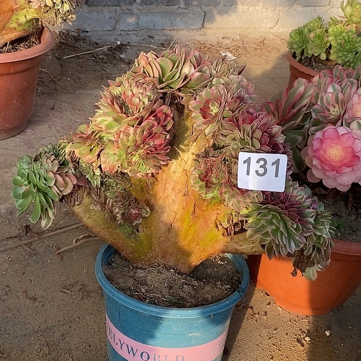 荔枝法师锦缀化131