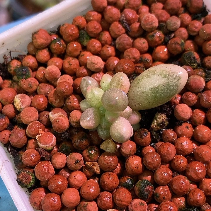 婴儿手指锦多肉植物