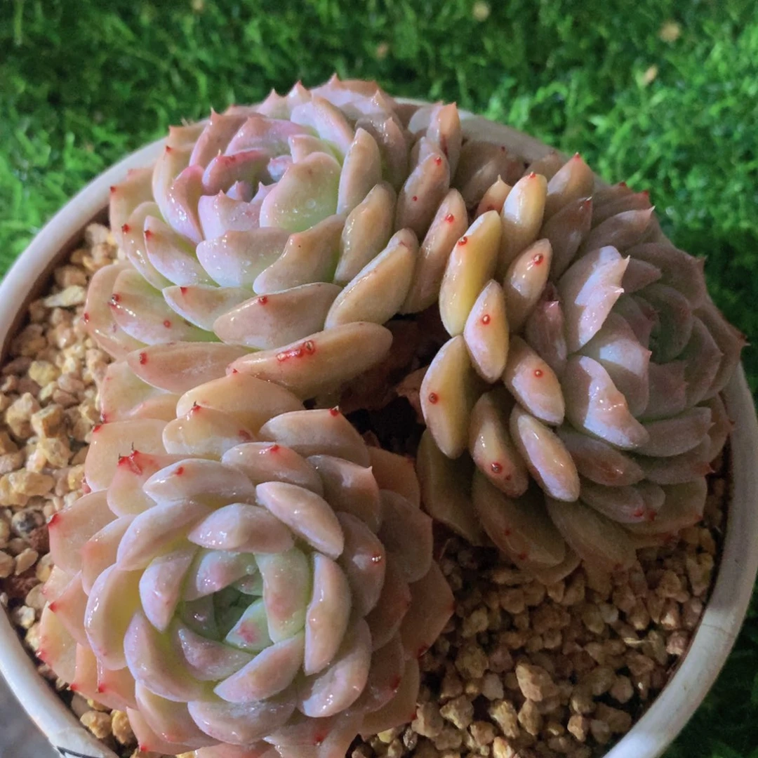 纯爱群13 公分一物一拍