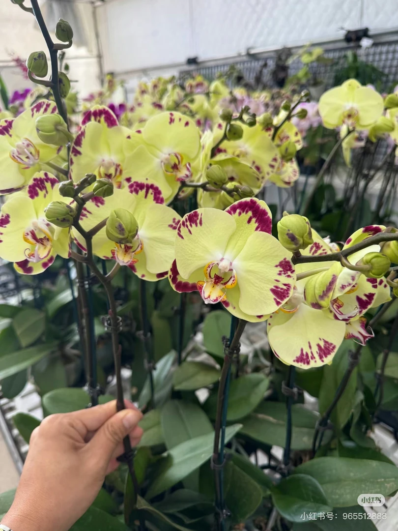 【金雕】3.5寸蝴蝶兰苗｜有返祖概率，无花剑，控水发货