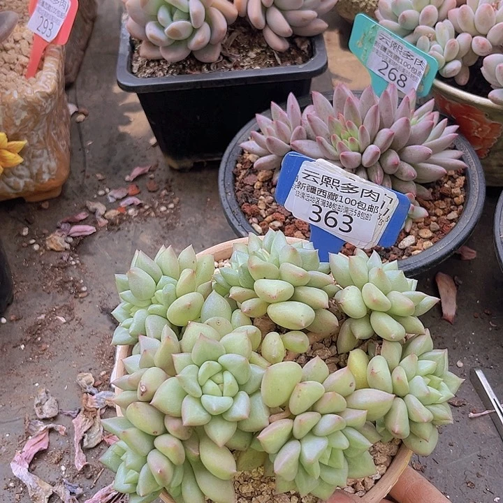 363黄金象牙。