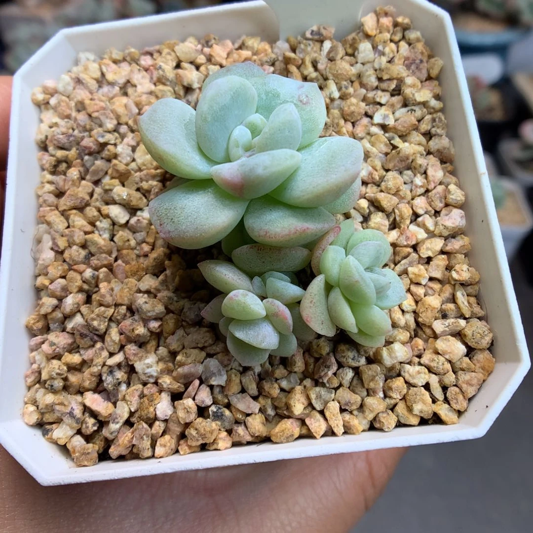 85七头潜力股冰玉石化多肉