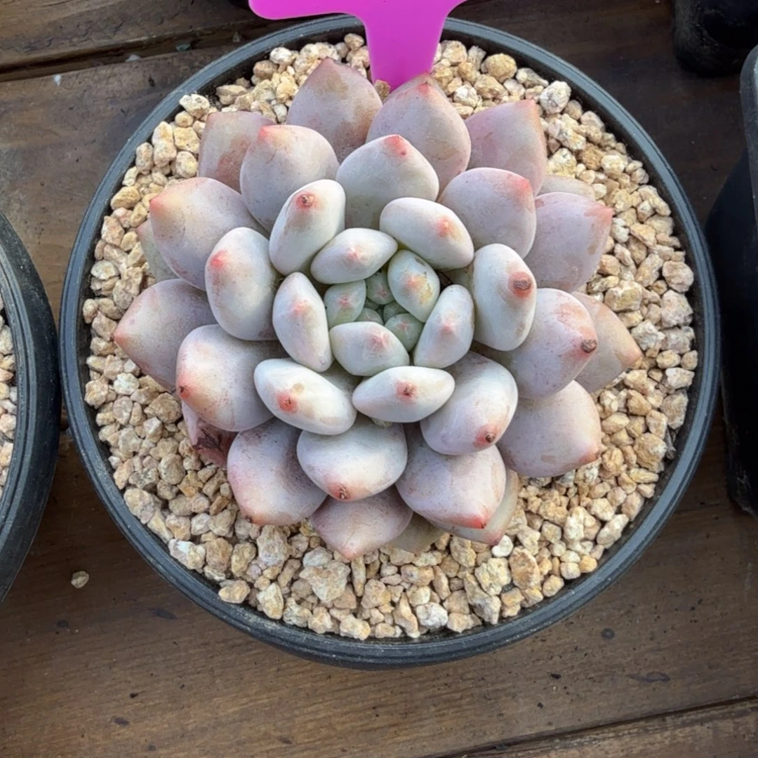 半夏杂交66666666663