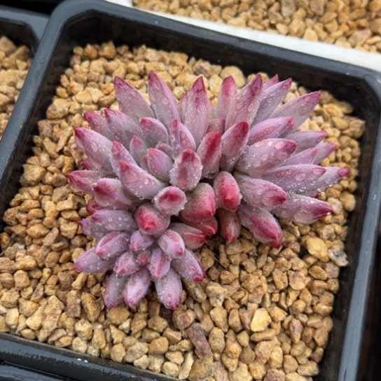 虞美人 夏鸣园艺